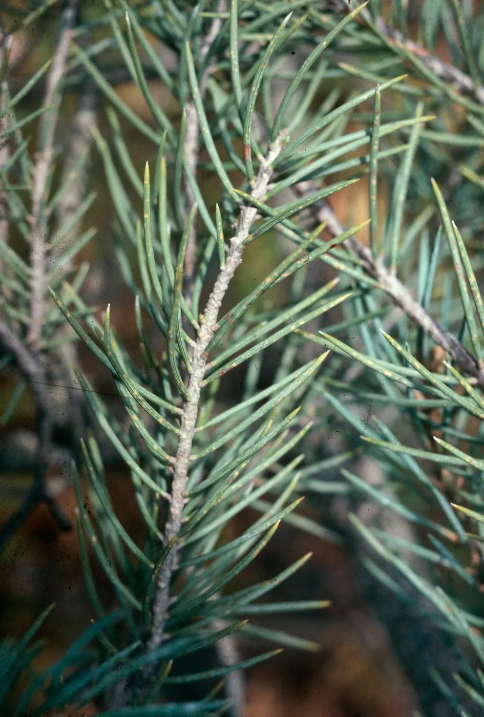 Pinyon Pine