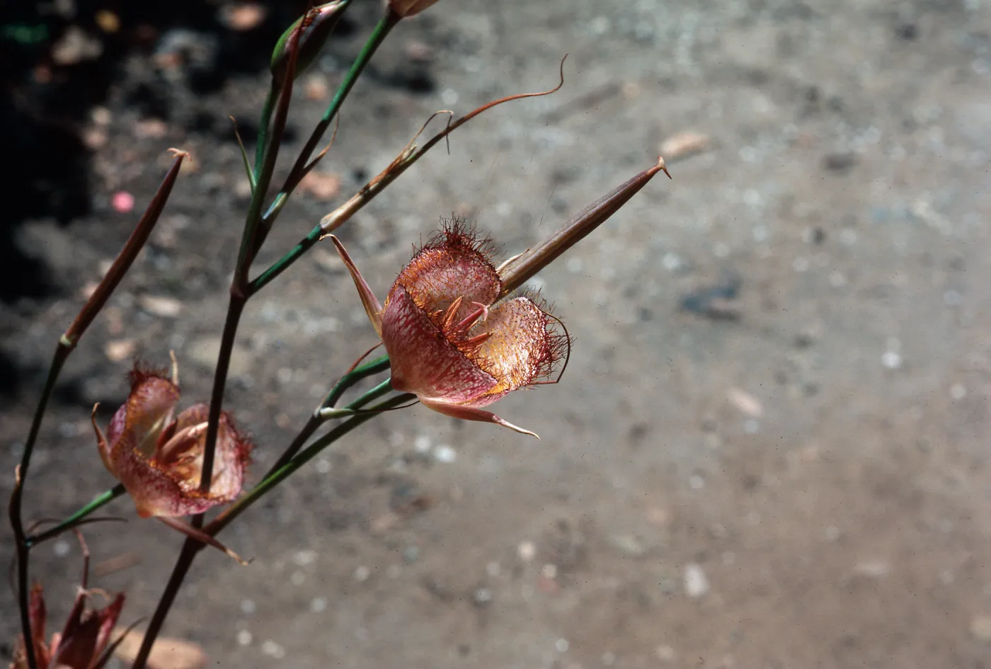 Calochortus weedeii