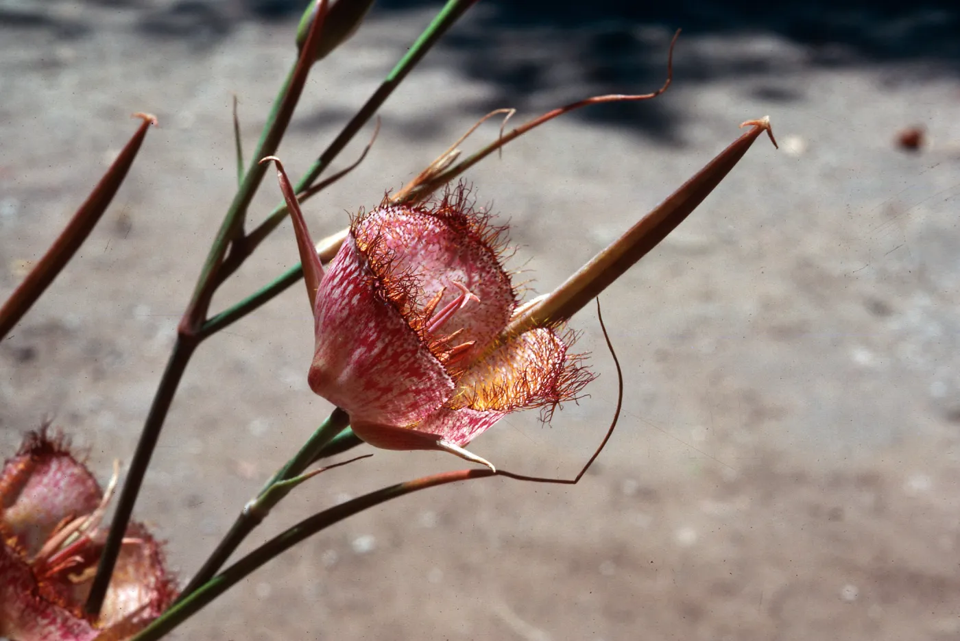 Calochortus weedeii