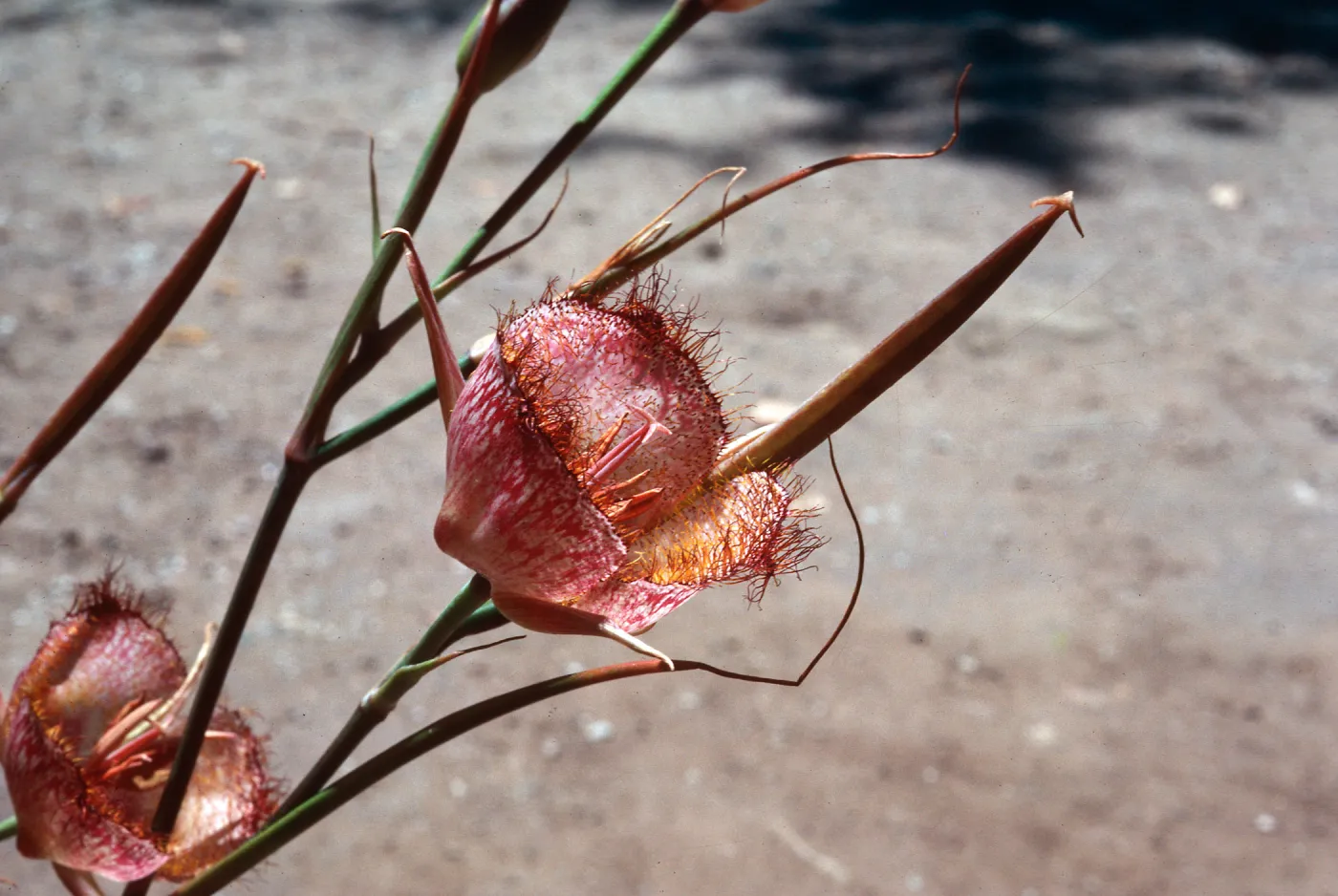 Calochortus weedeii