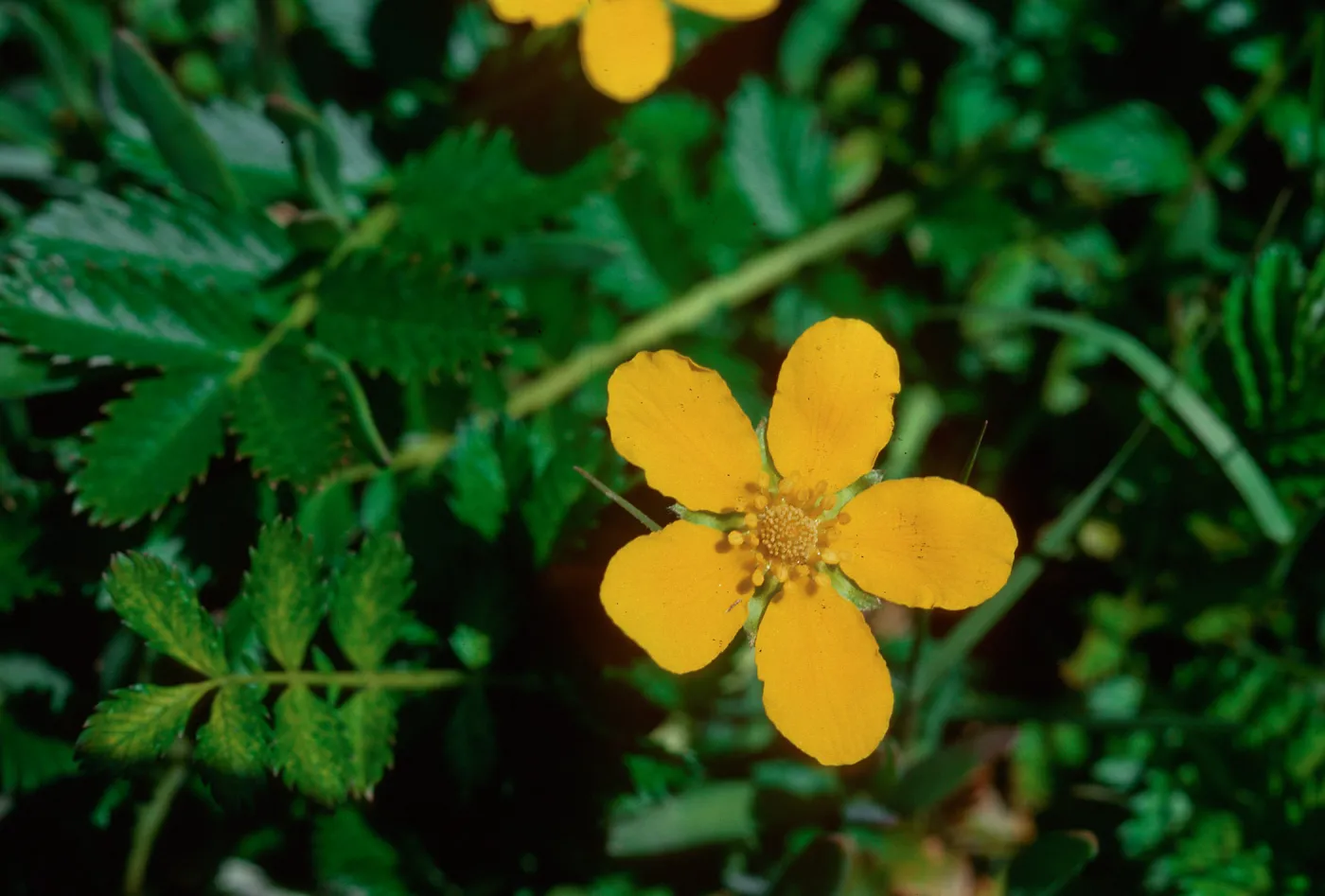 Potentilla ansenna, Silver Weed, Guadalupe