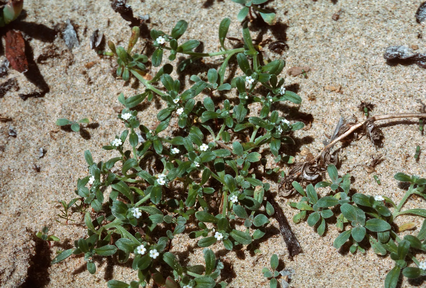Cryptantha, Guadalupe Dunes