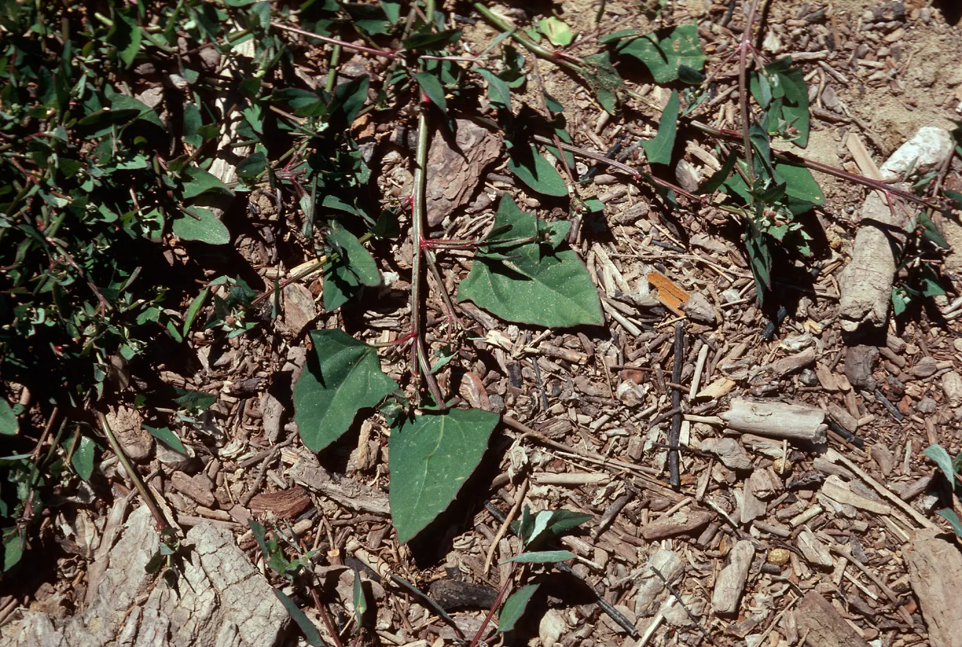 Atriplex hastata, Guadalupe Dunes