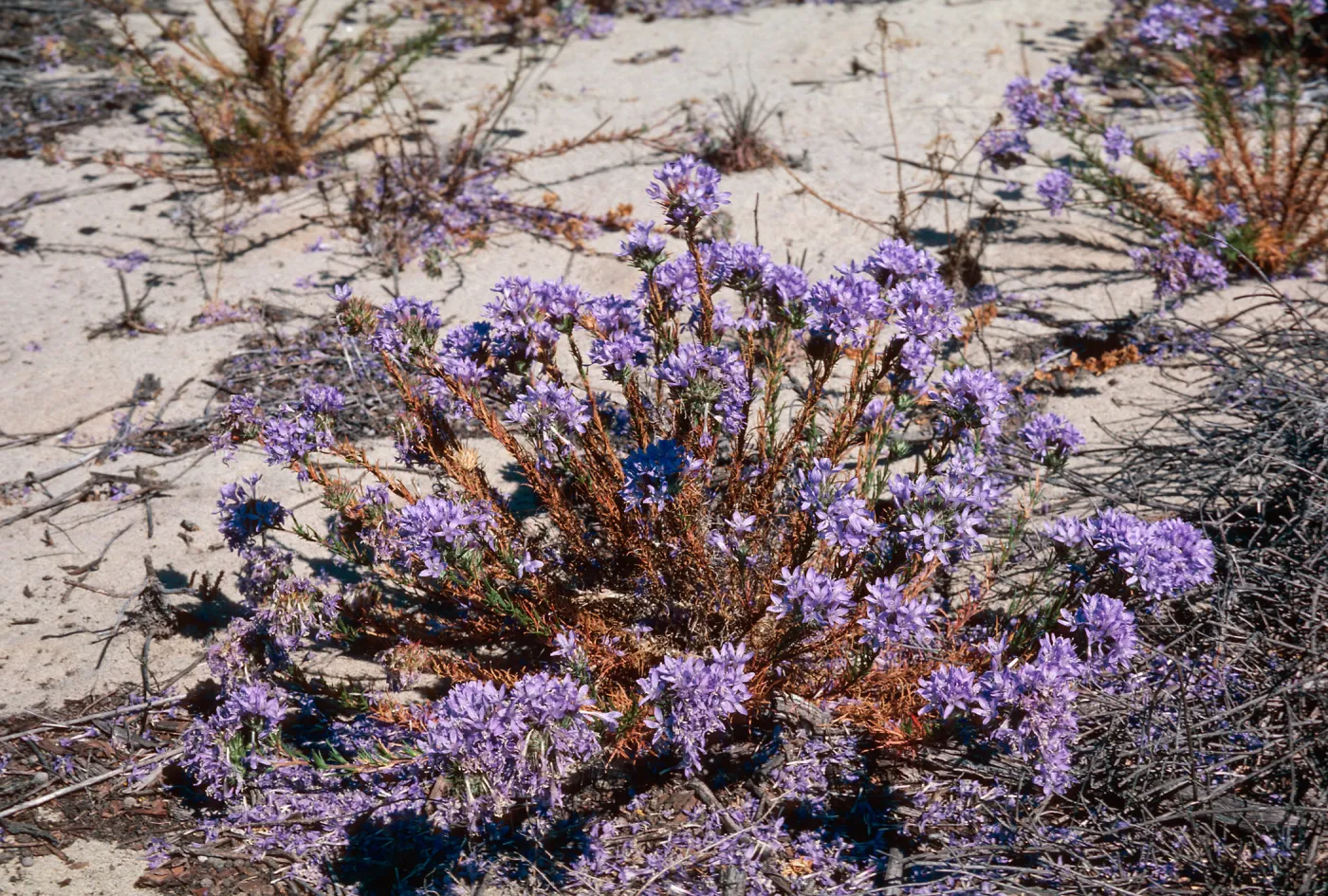Guadalupe Dunes