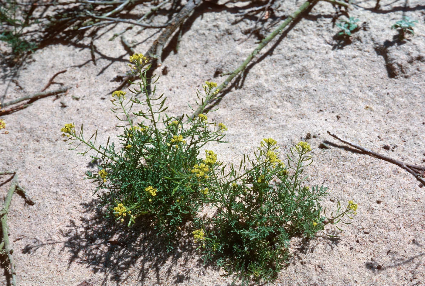 Descurania, Guadalupe Dunes