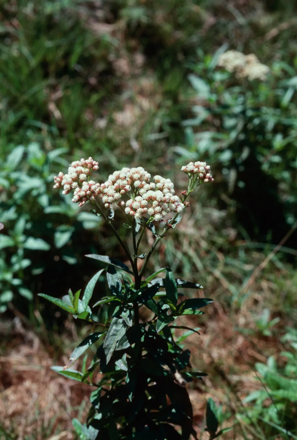 Baccharis, marsh, Guadalupe Dunes