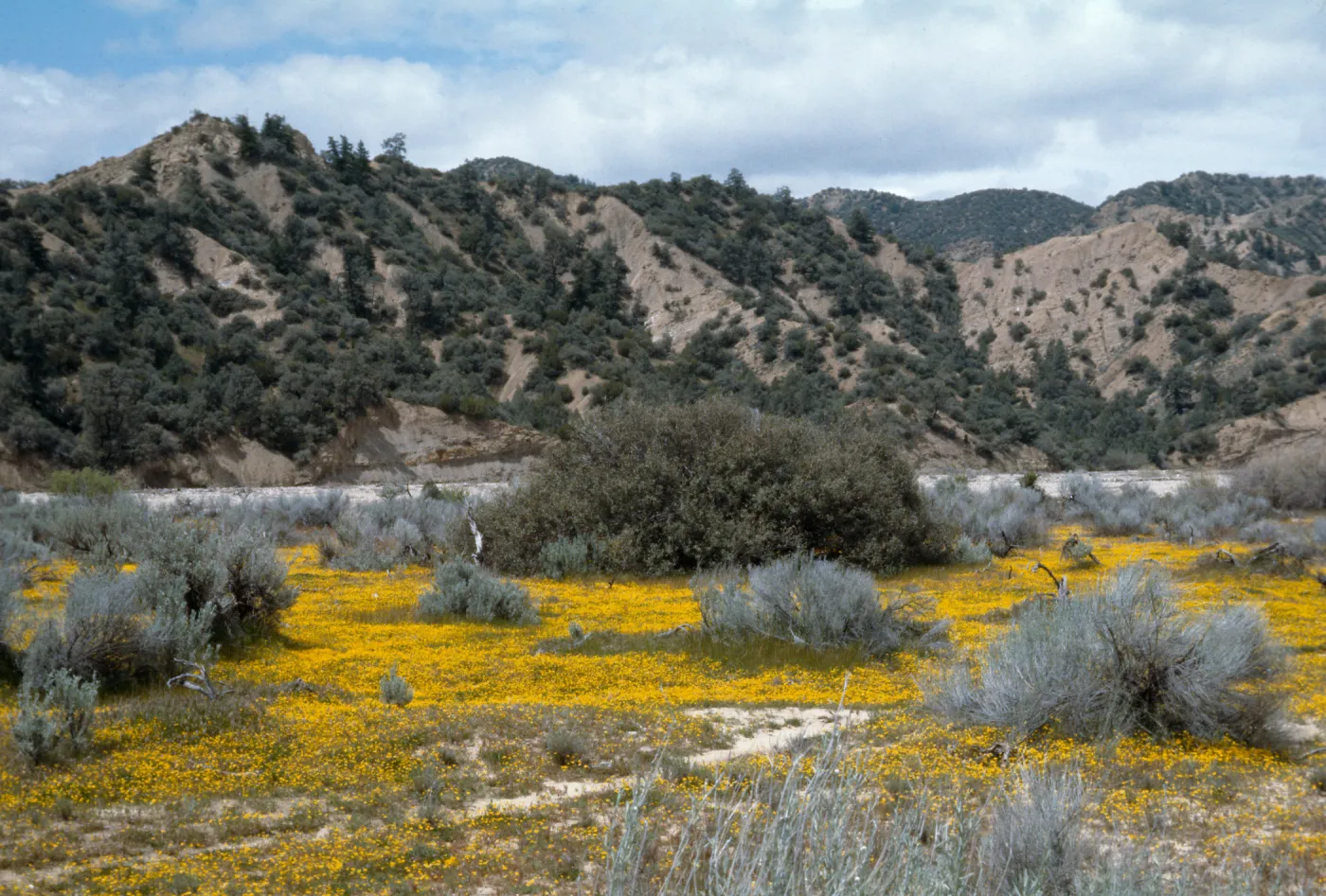 Ozena Valley