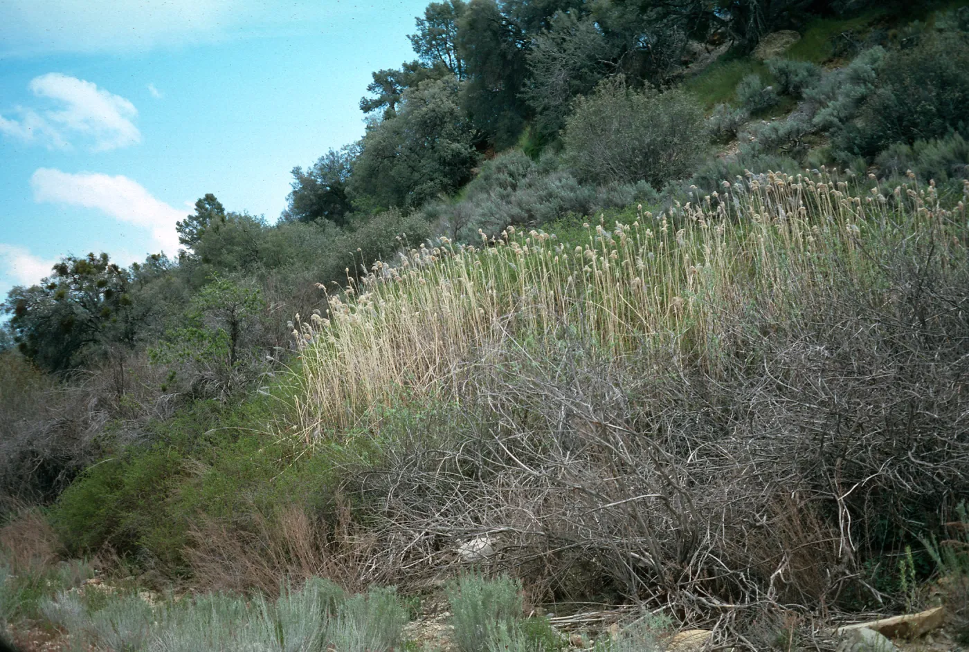 Ozena Valley