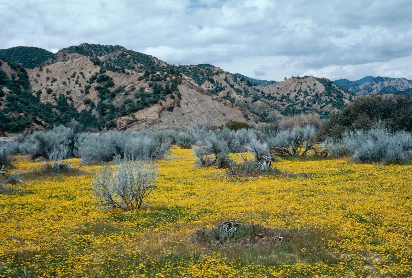 Ozena Valley