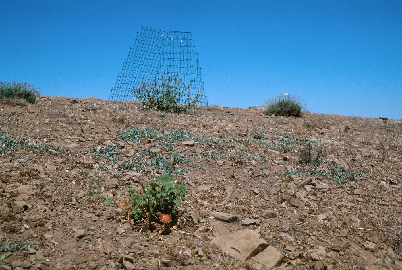 Sidalcea hickmanii ssp. parishii, McPherson Peak