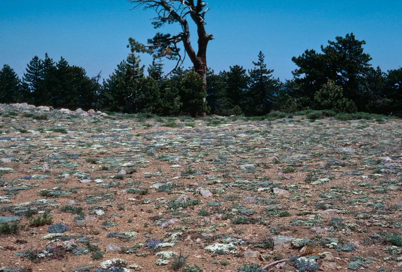 Eriogonum (wild buckwheat) , Mount Pinos