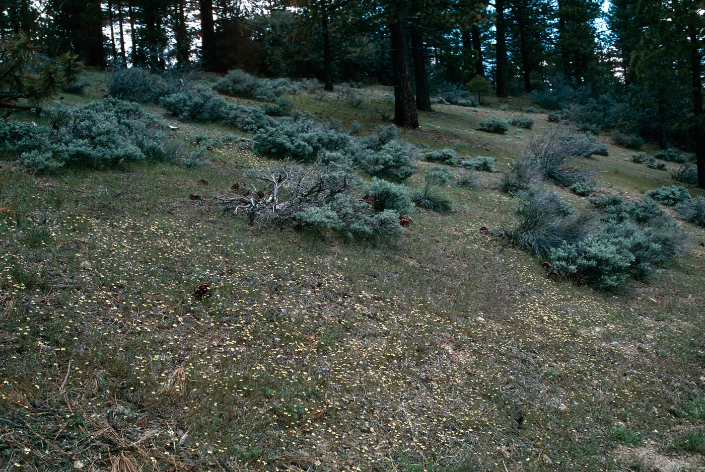 Mt. Pinos