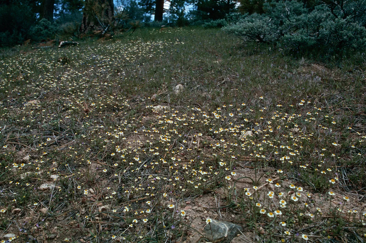 Mt. Pinos