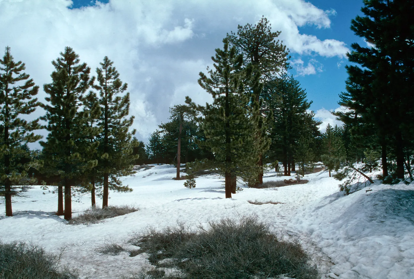 snow, Mt. Pinos