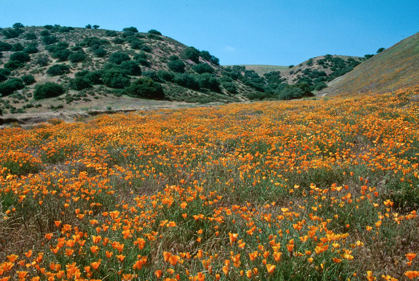 California poppy, Eschscholzia californica, Klipstein Cyn
