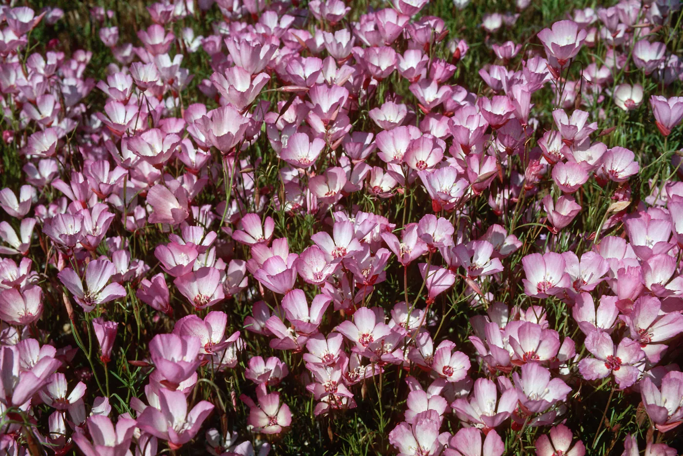 Clarkia, Klipstein Canyon