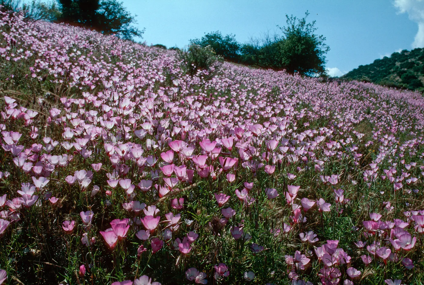 Clarkia, Klipstein Canyon