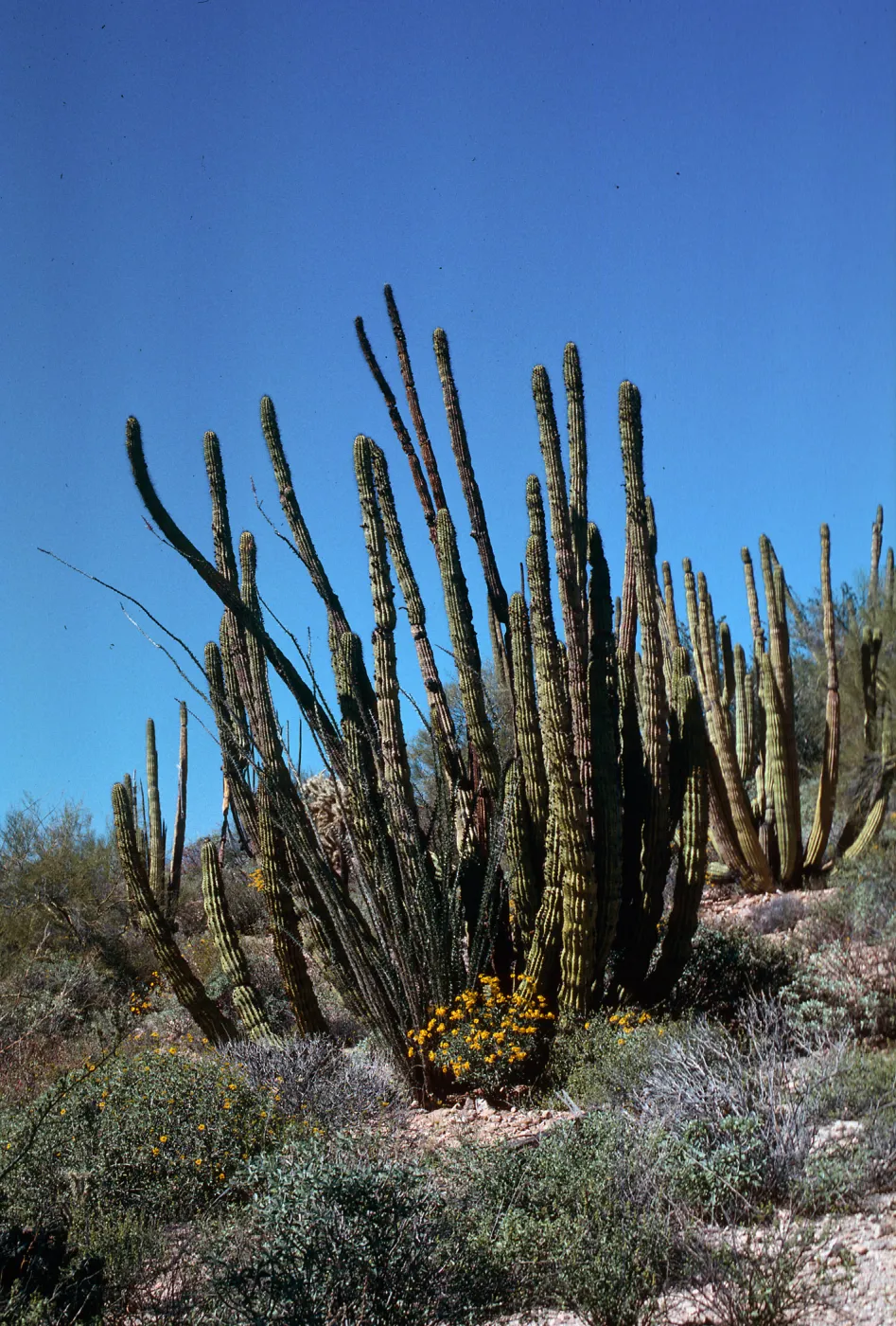 Organ Pipe Cactus Nat. Monument, Arizona