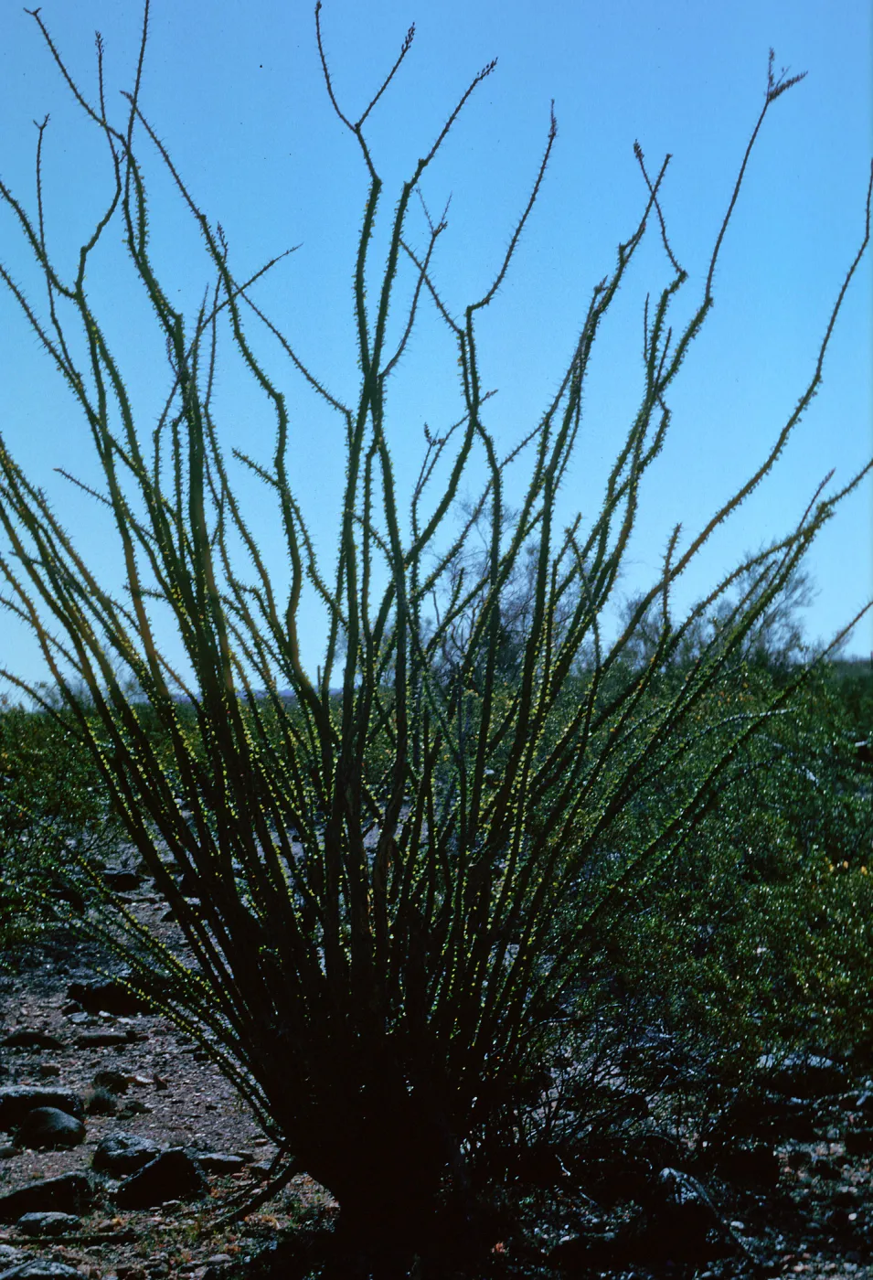 Organ Pipe Cactus Nat. Monument