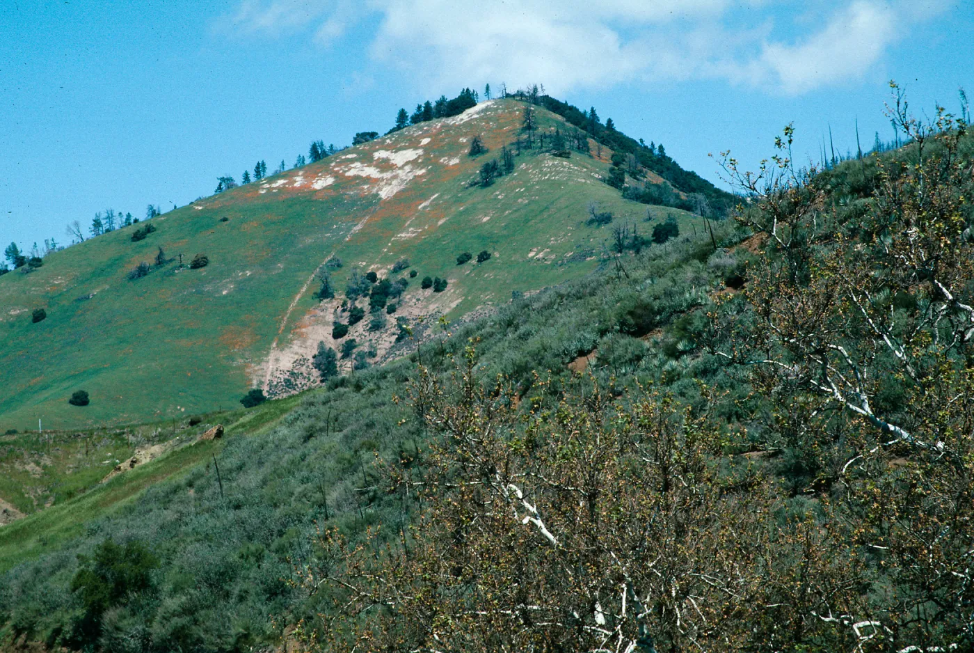 Grass Mountain, from Sedgwick Ranch, Figueroa