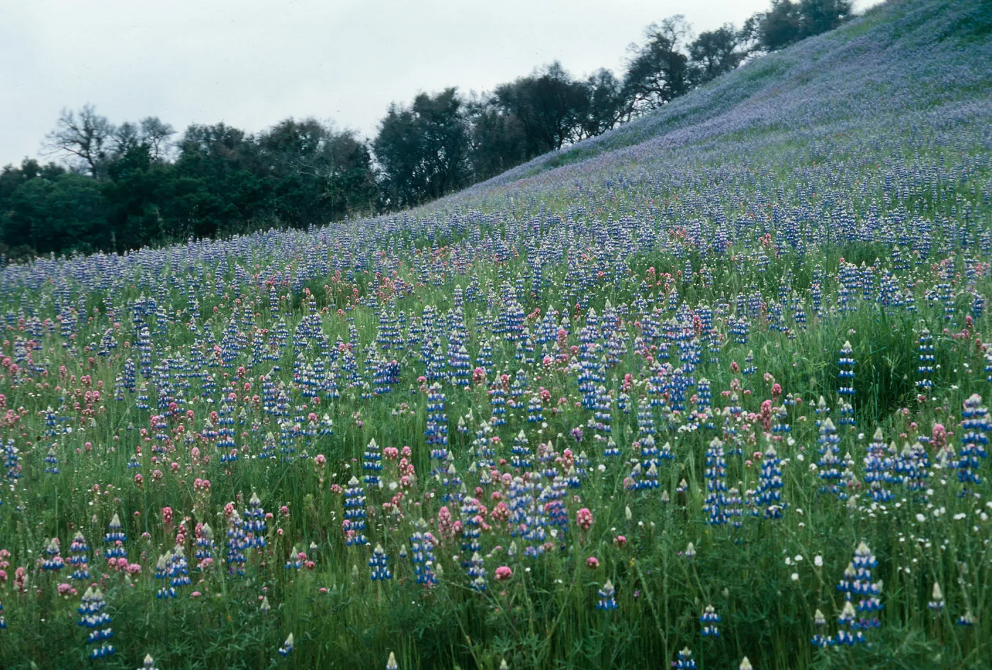 to Hi Mountain (Lupine)