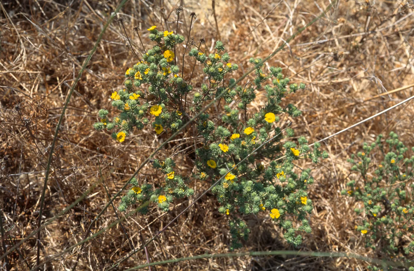 Gaviota Tar Weed, Hollister Ranch
