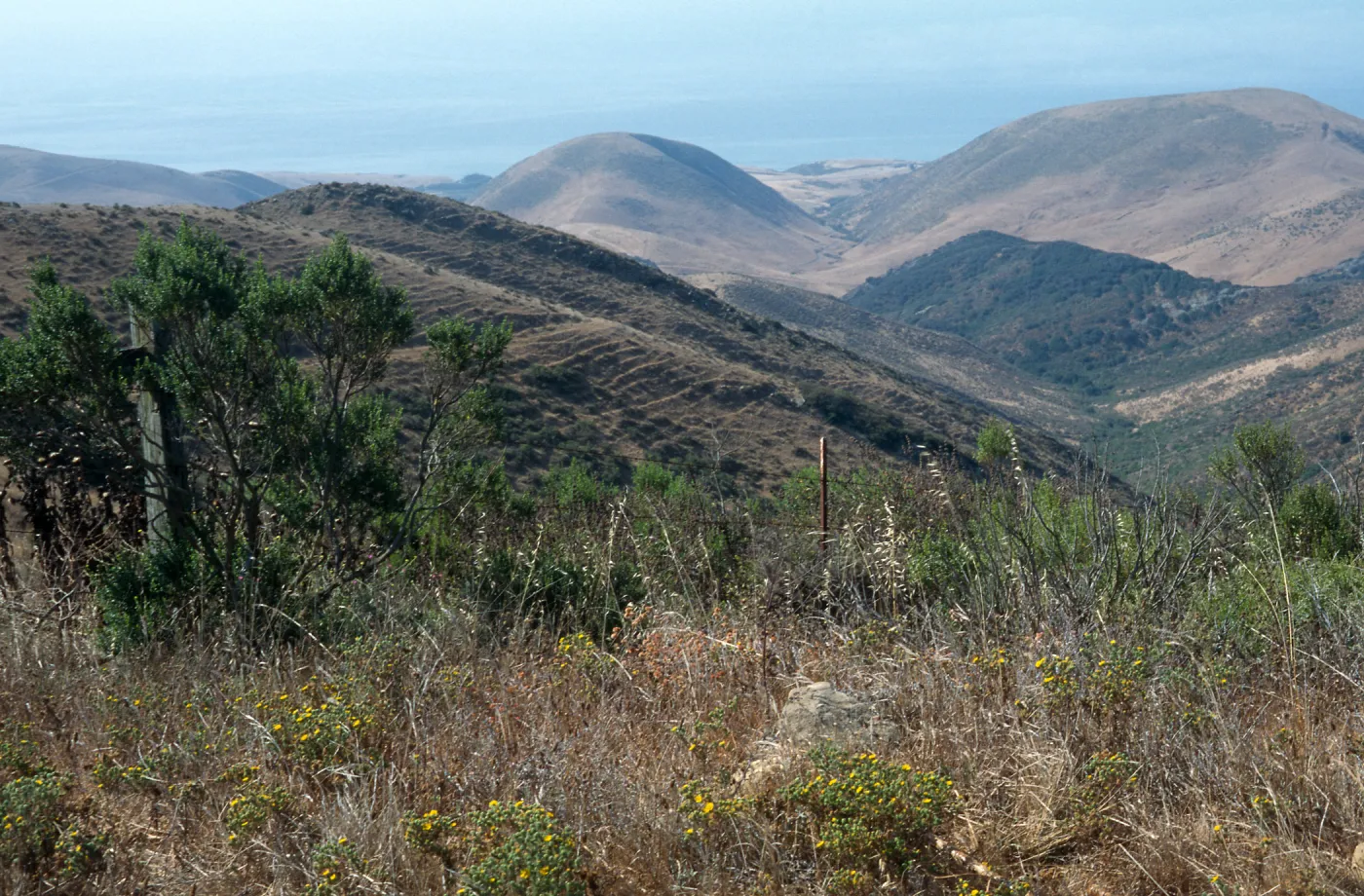 Gaviota Tar Weed, Hollister Ranch