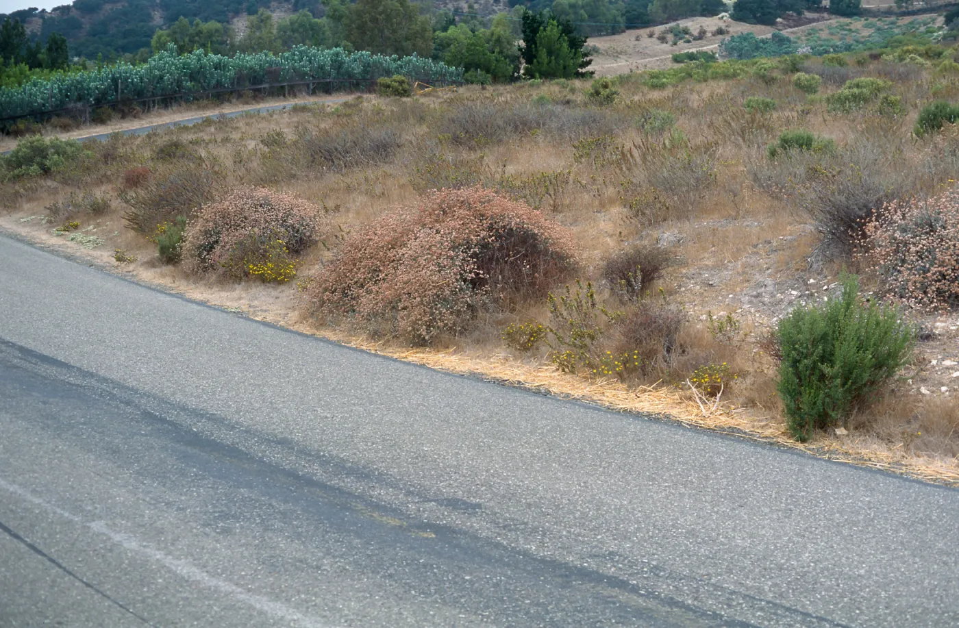 Gaviota Tar Weed, Hollister Ranch
