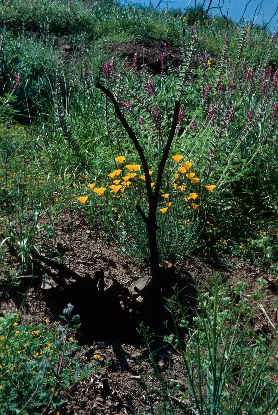 Wheeler Fire 1985 California Poppy