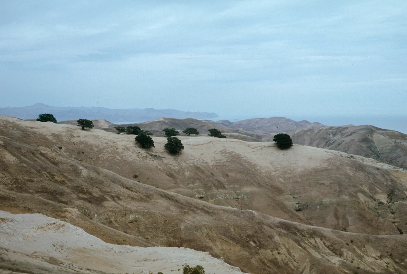 Oaks, Santa Rosa Island