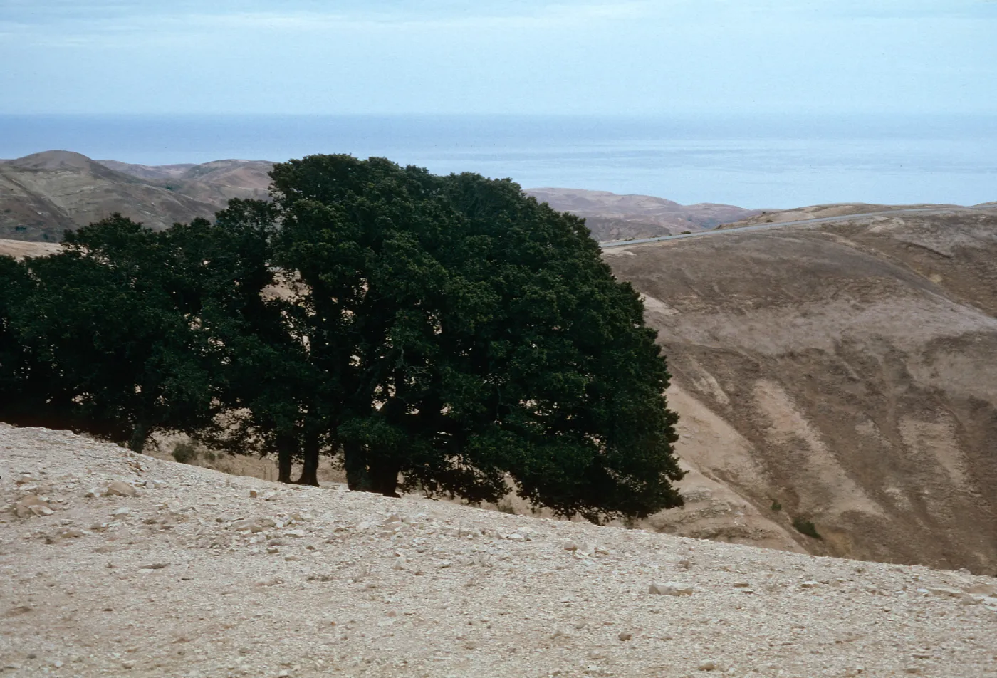 oaks, Santa Rosa Island