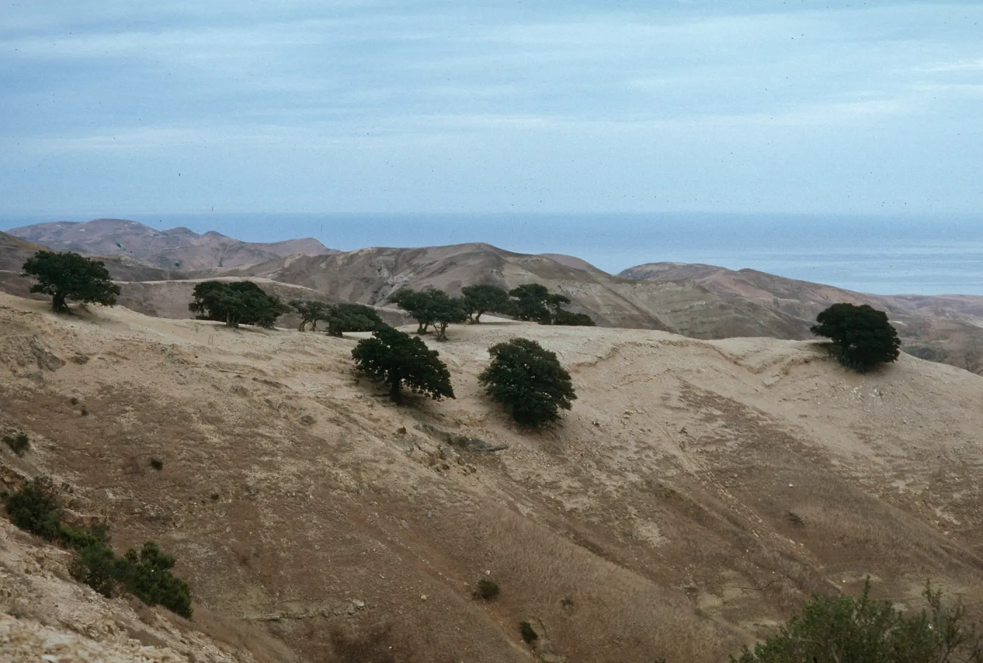 oaks, Santa Rosa Island
