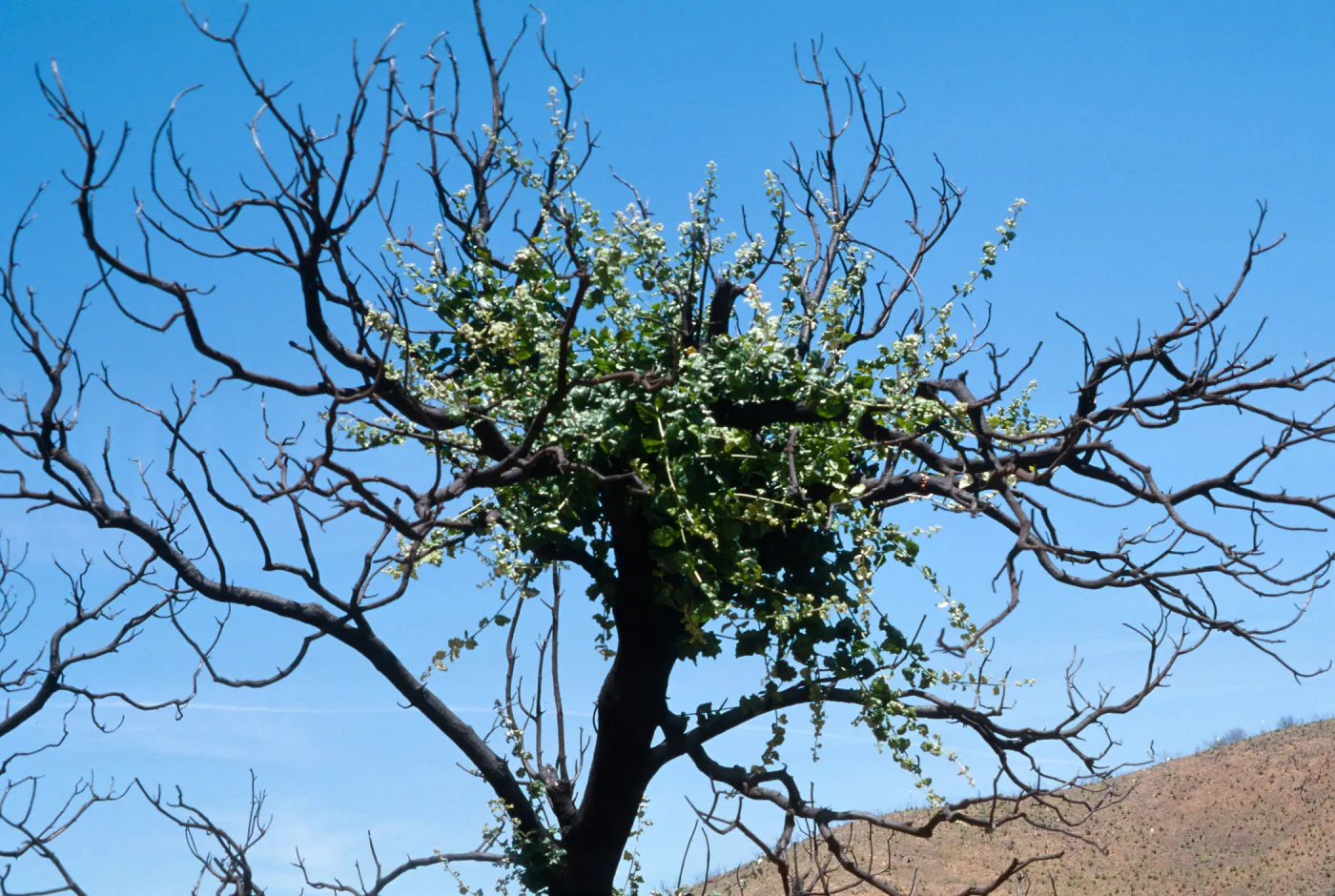 Castle Crags, San Luis Obispo Co