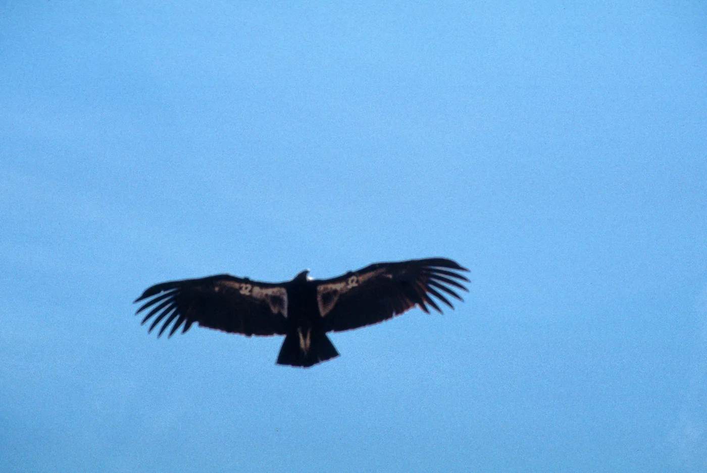 Condors, Castle Crags, American Cyn, San Luis Obispo Co