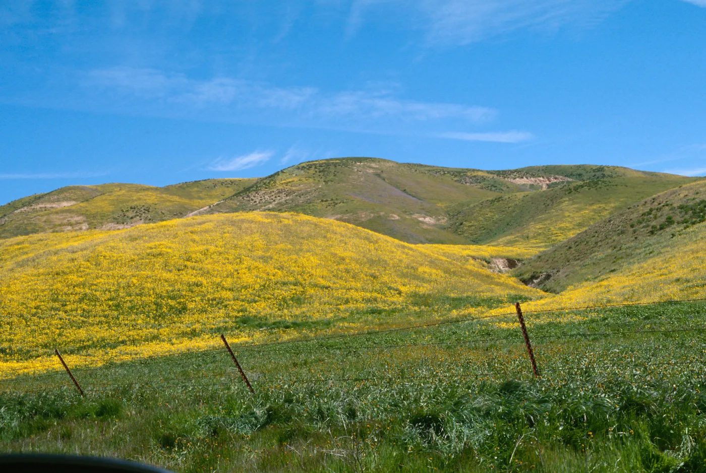 North of Soda Lake, spring 1997