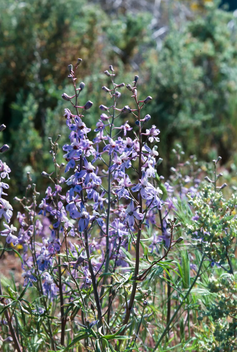Delphinium, Soda Lake