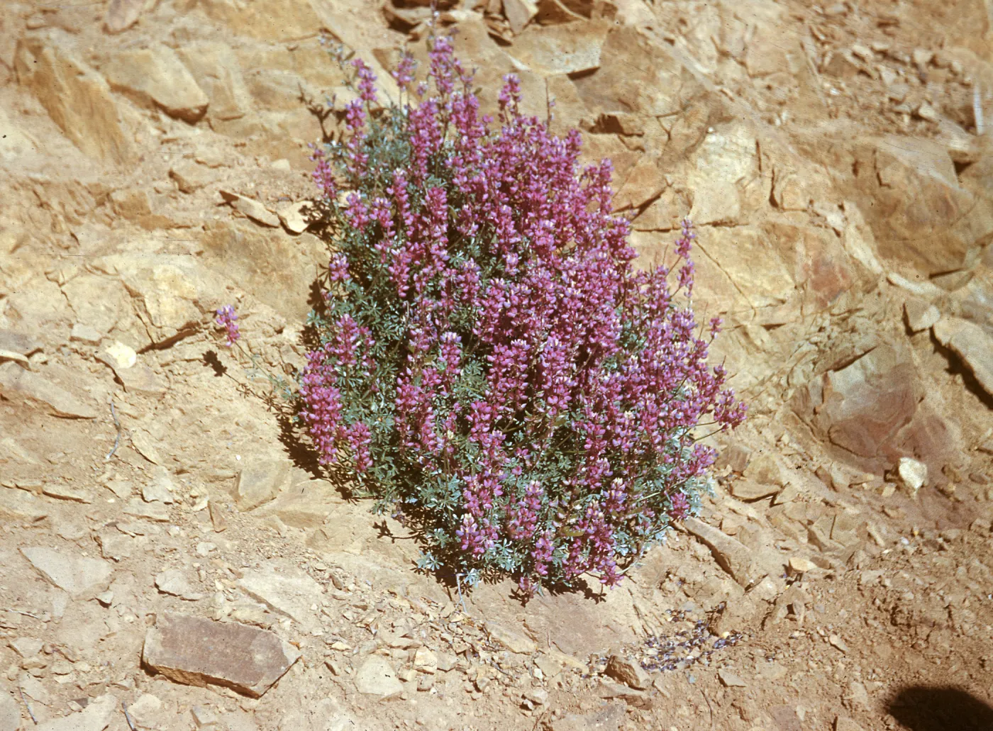 Lupinus (Lupine), Big Pine