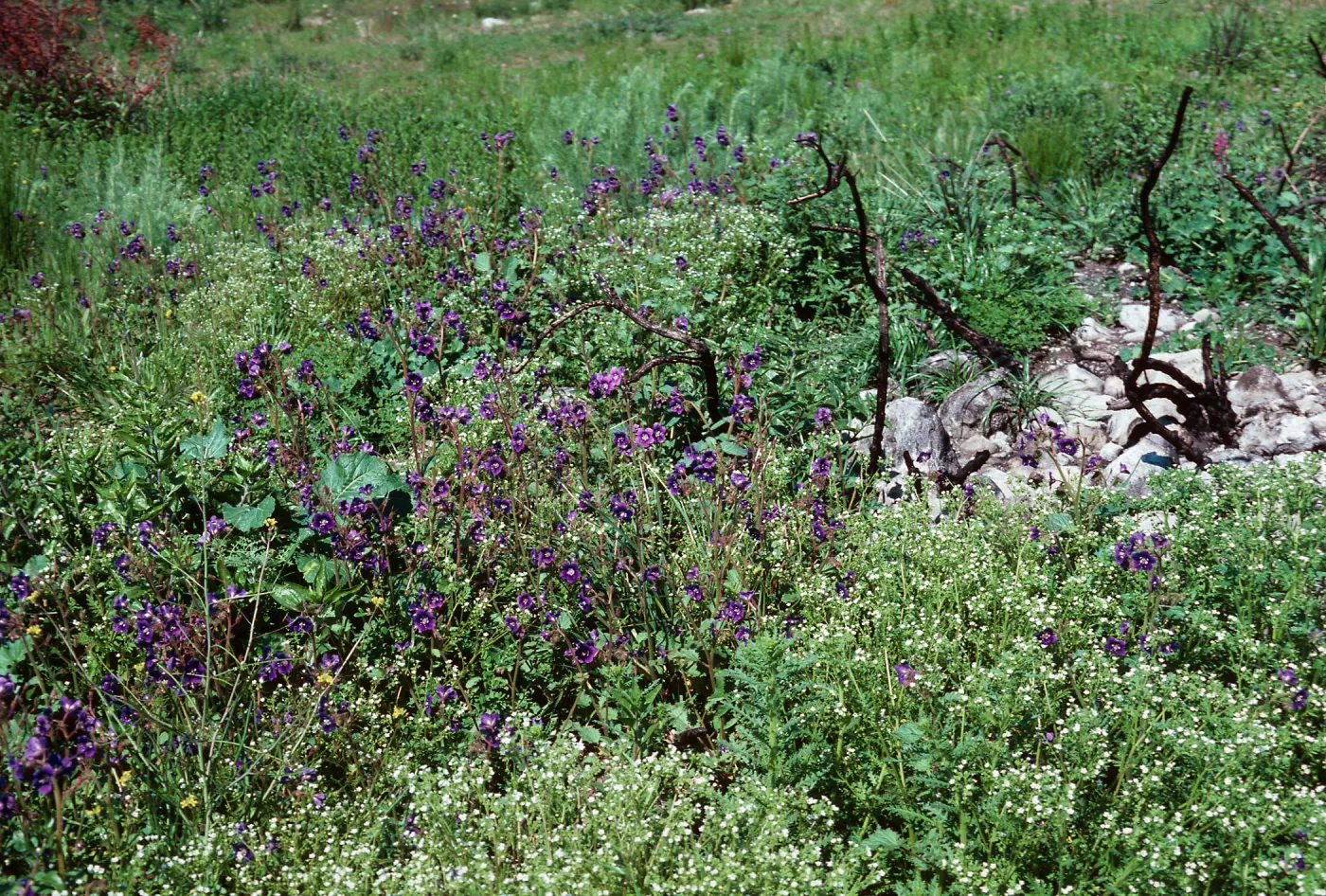 Decker Rd. burn, Santa Monica Mountains