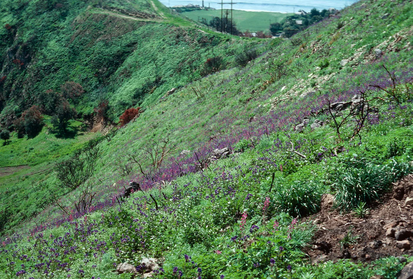 Phacelia viscida, Decker Road burn, Santa Monica