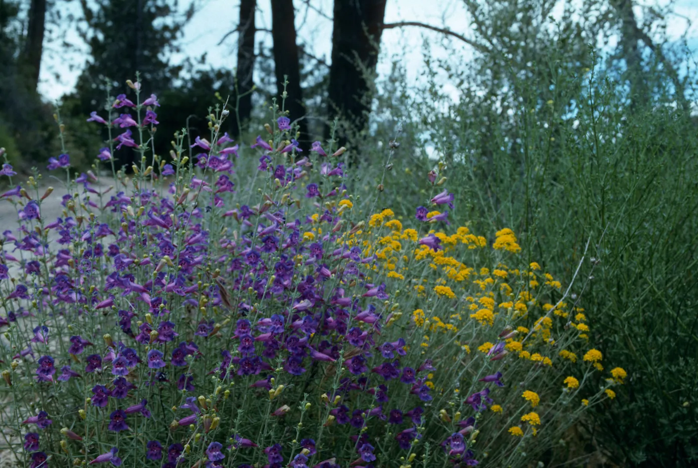 Penstemon & Golden yarrow, Cat-Way, Figueroa