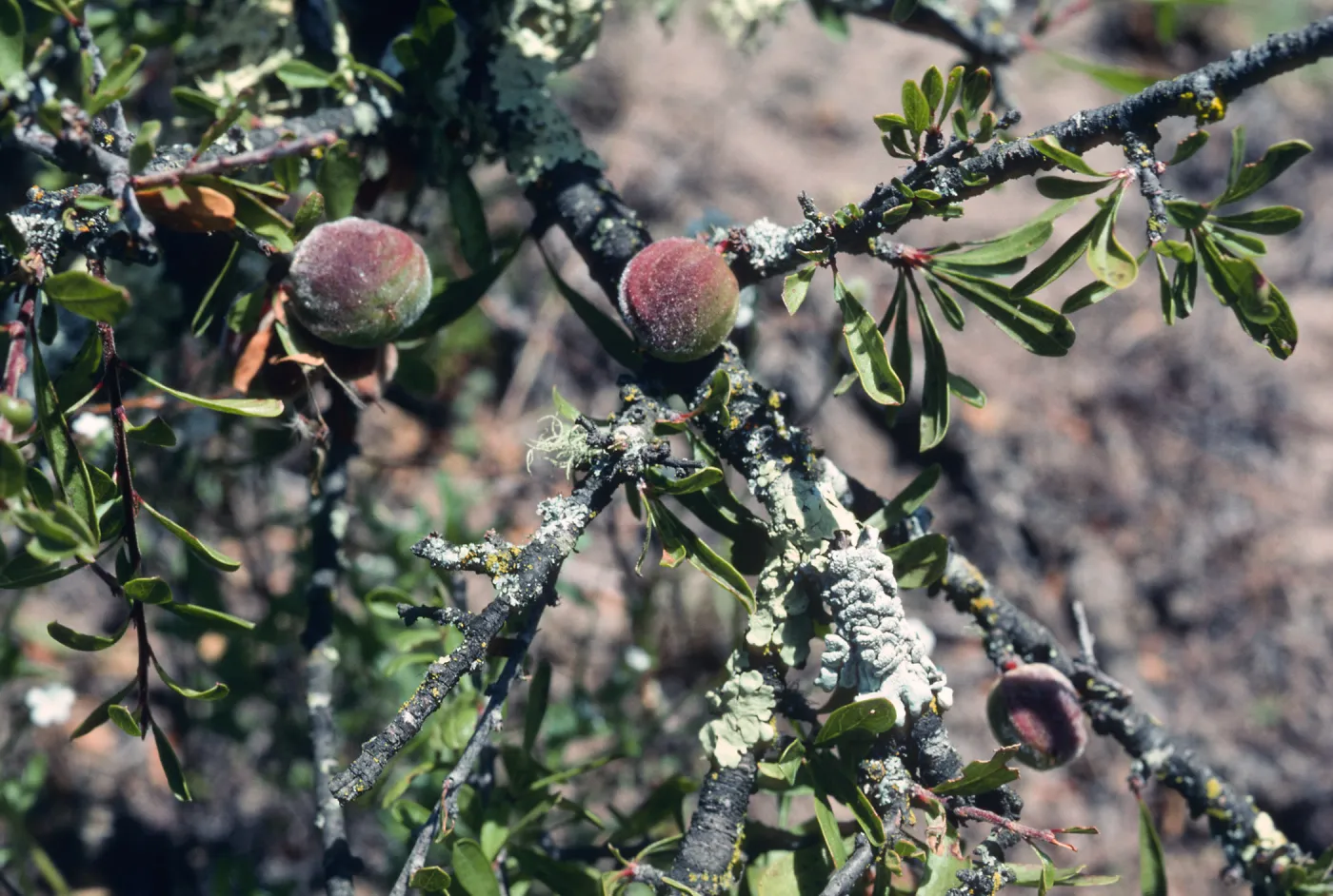 Prunus fasciculata