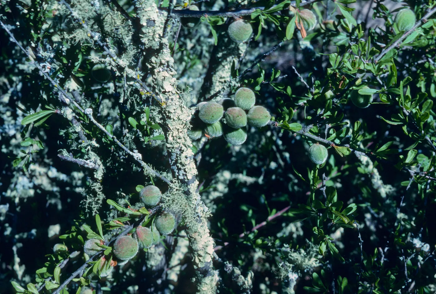 Prunus fasciculata