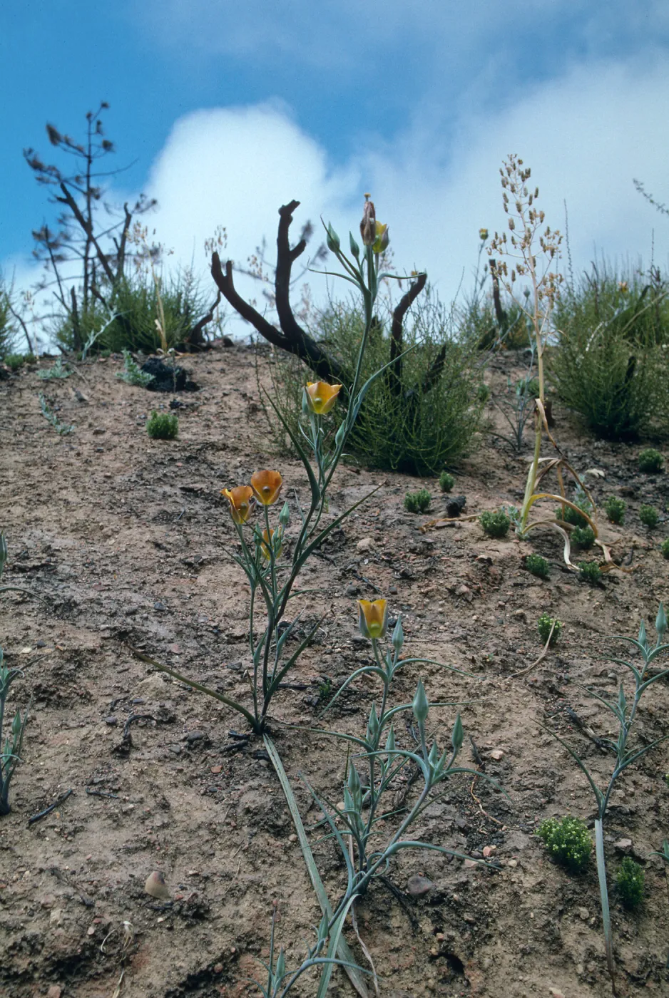 Calochortus clavatus v. pallidus, Hiway 58 burn, Aug. 1996, American Canyon