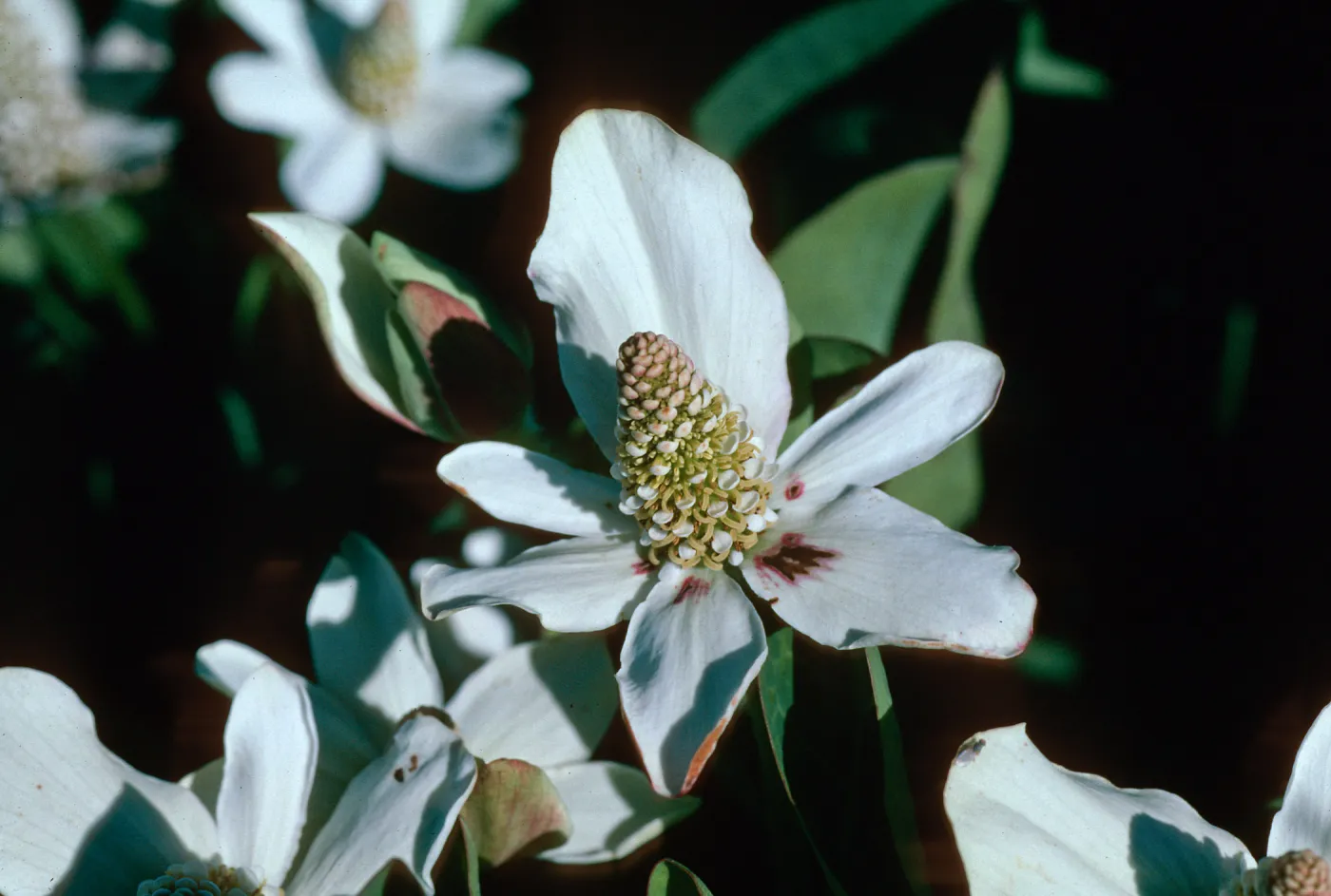 Yerba mansa, Amenopsis californica, Las Flores Ranch
