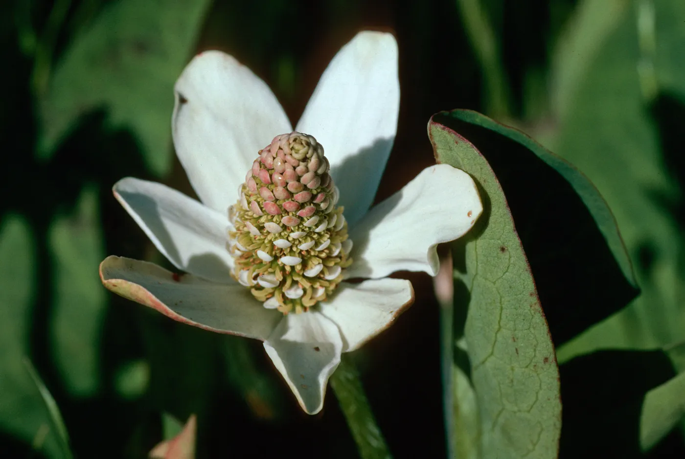 Yerba mansa, Amenopsis californica, Las Flores Ranch
