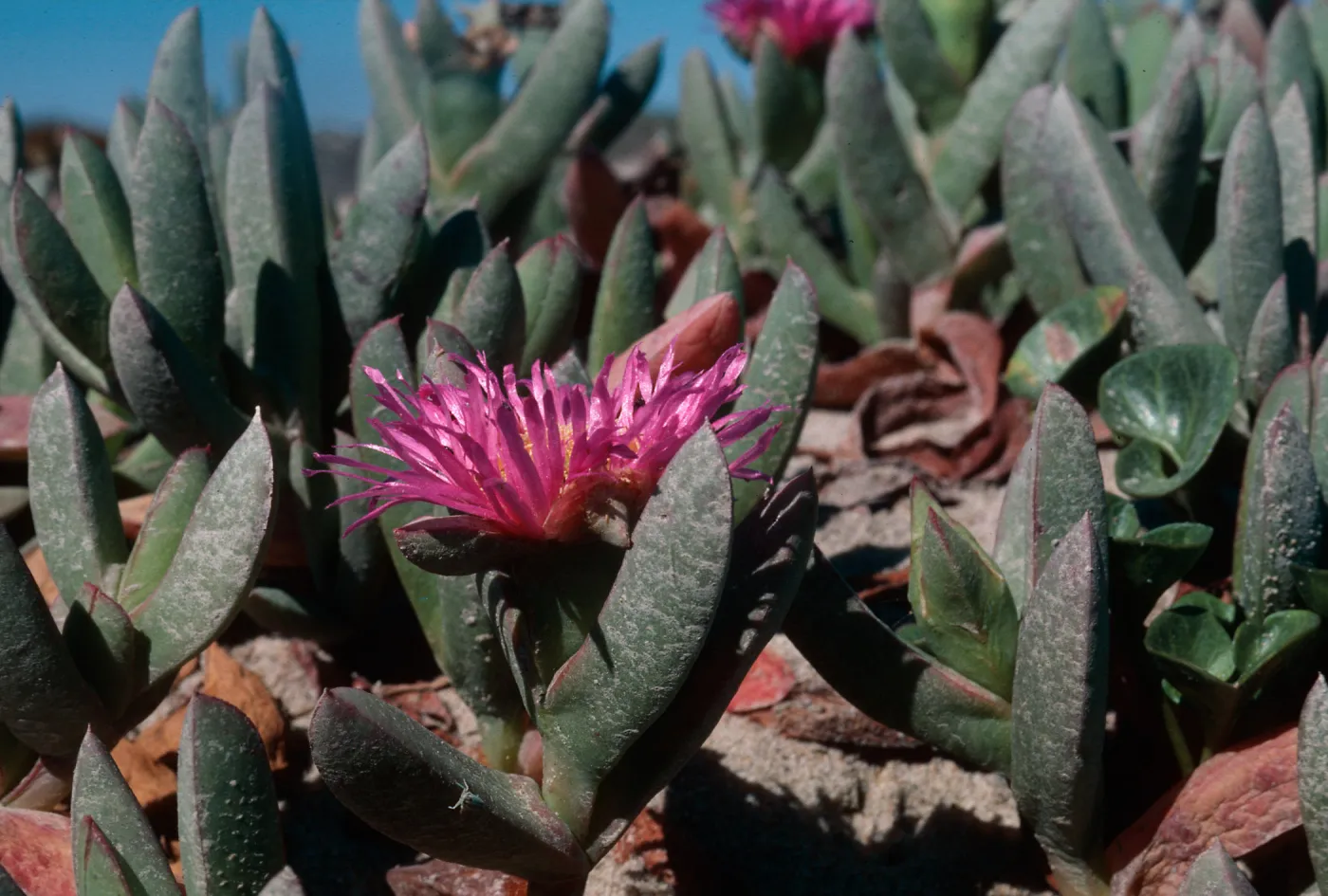 Ice Plant, Nipomo