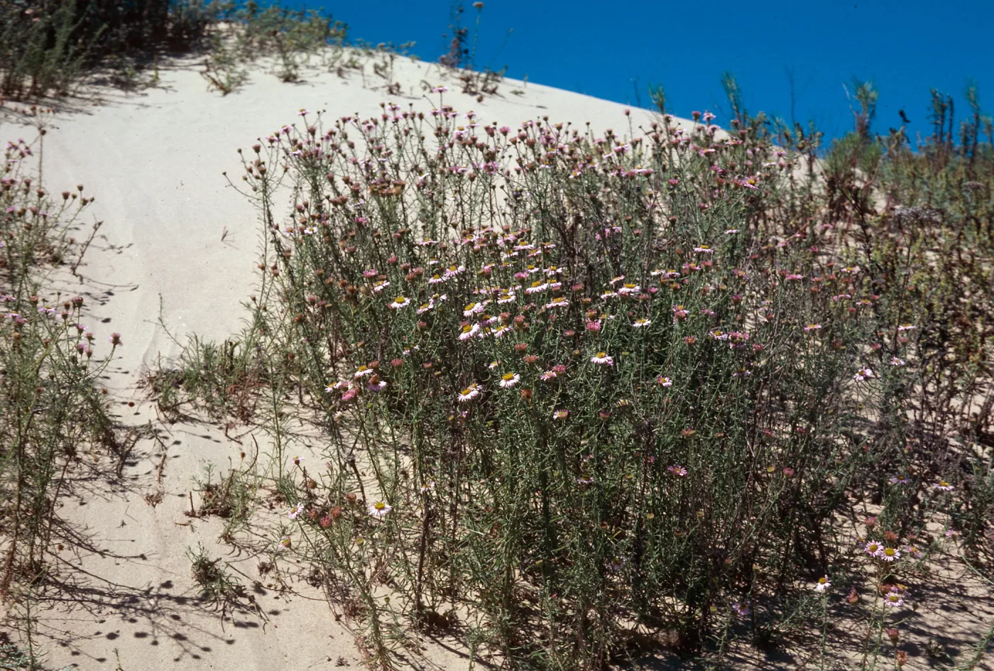 Erigeron blochmaniae, Nipomo