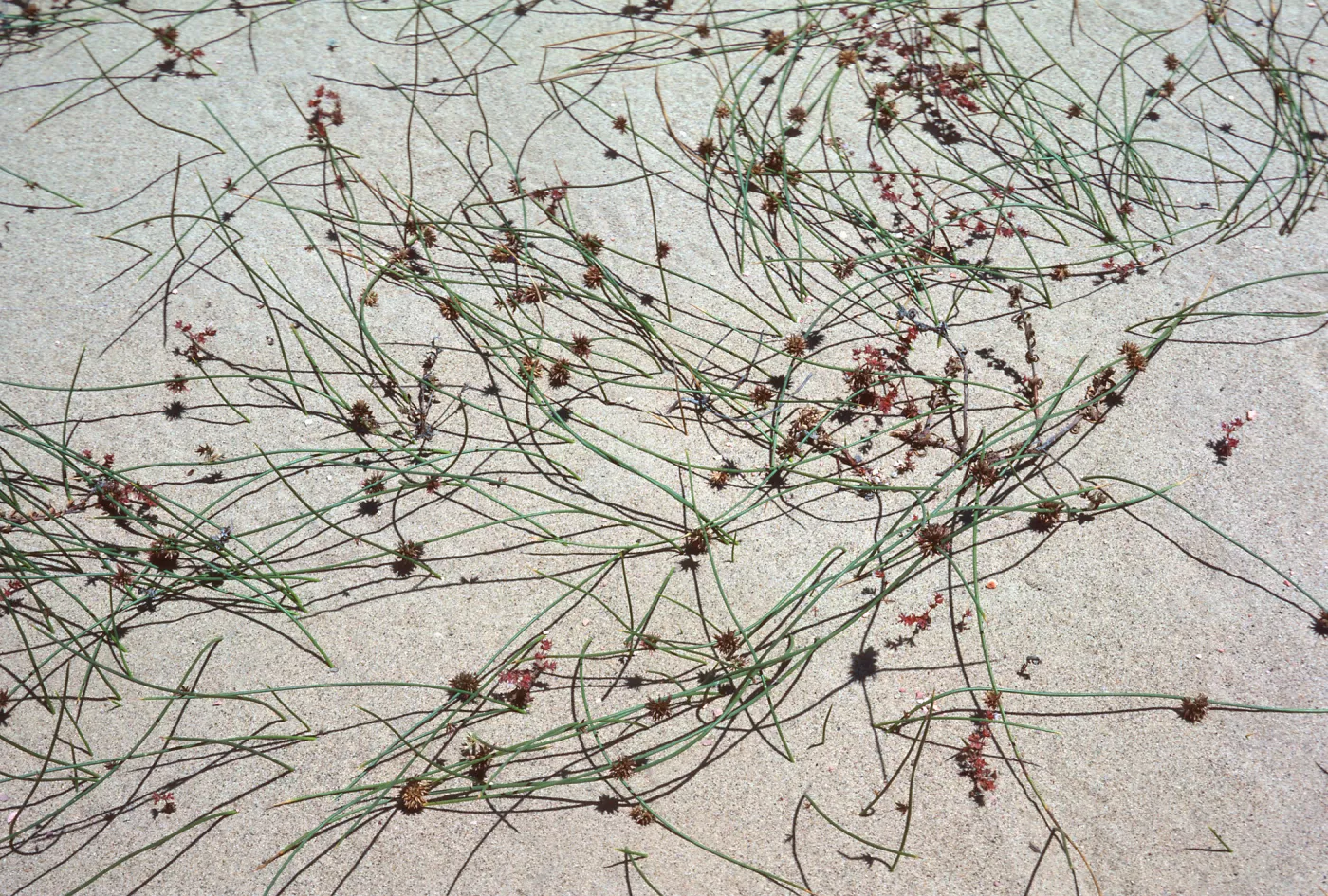 Juncus lesueurii, Guadalupe