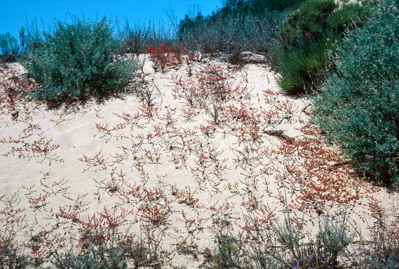 Chorizanthe, Guadalupe