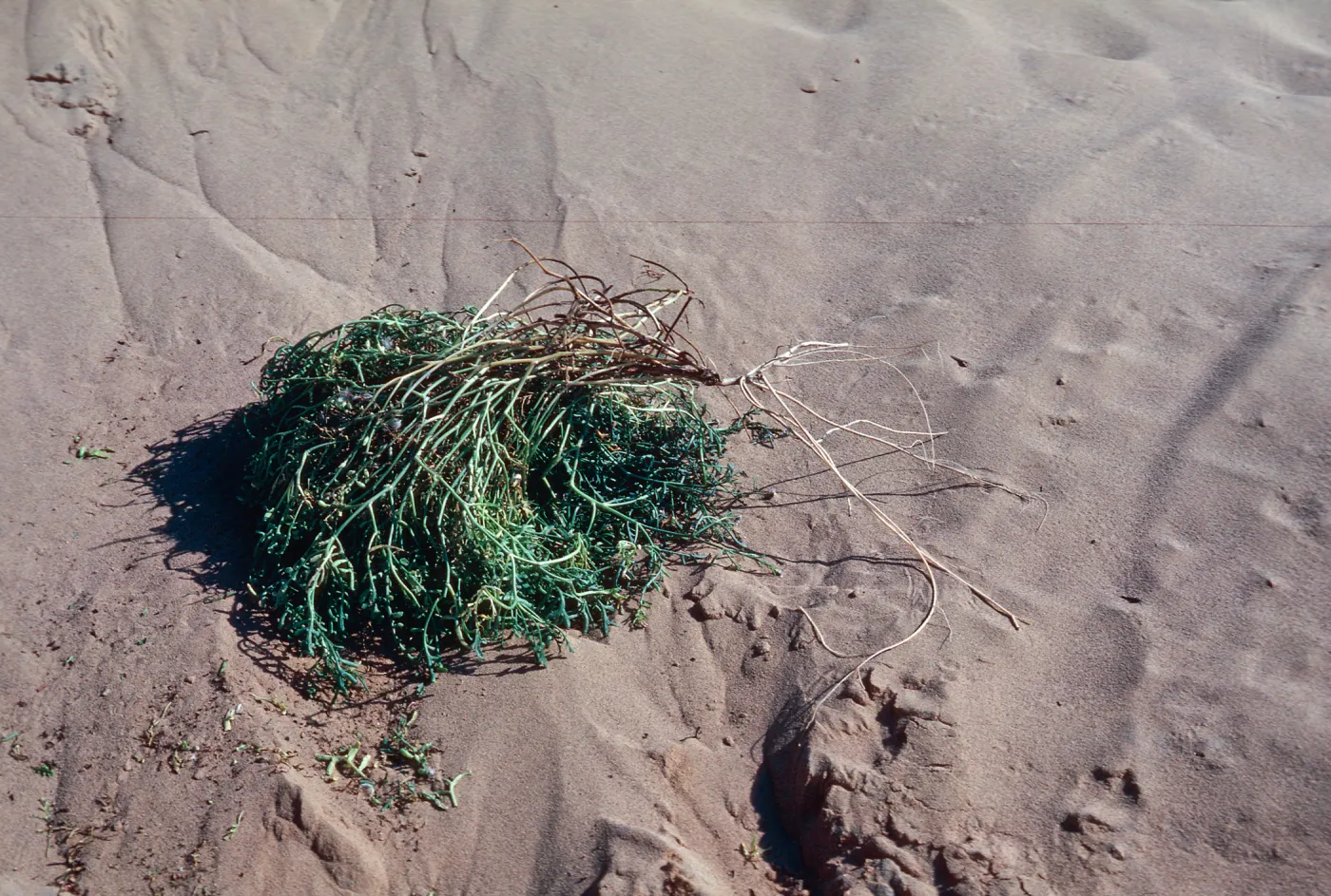 Cakile maritima, Guadalupe Dunes